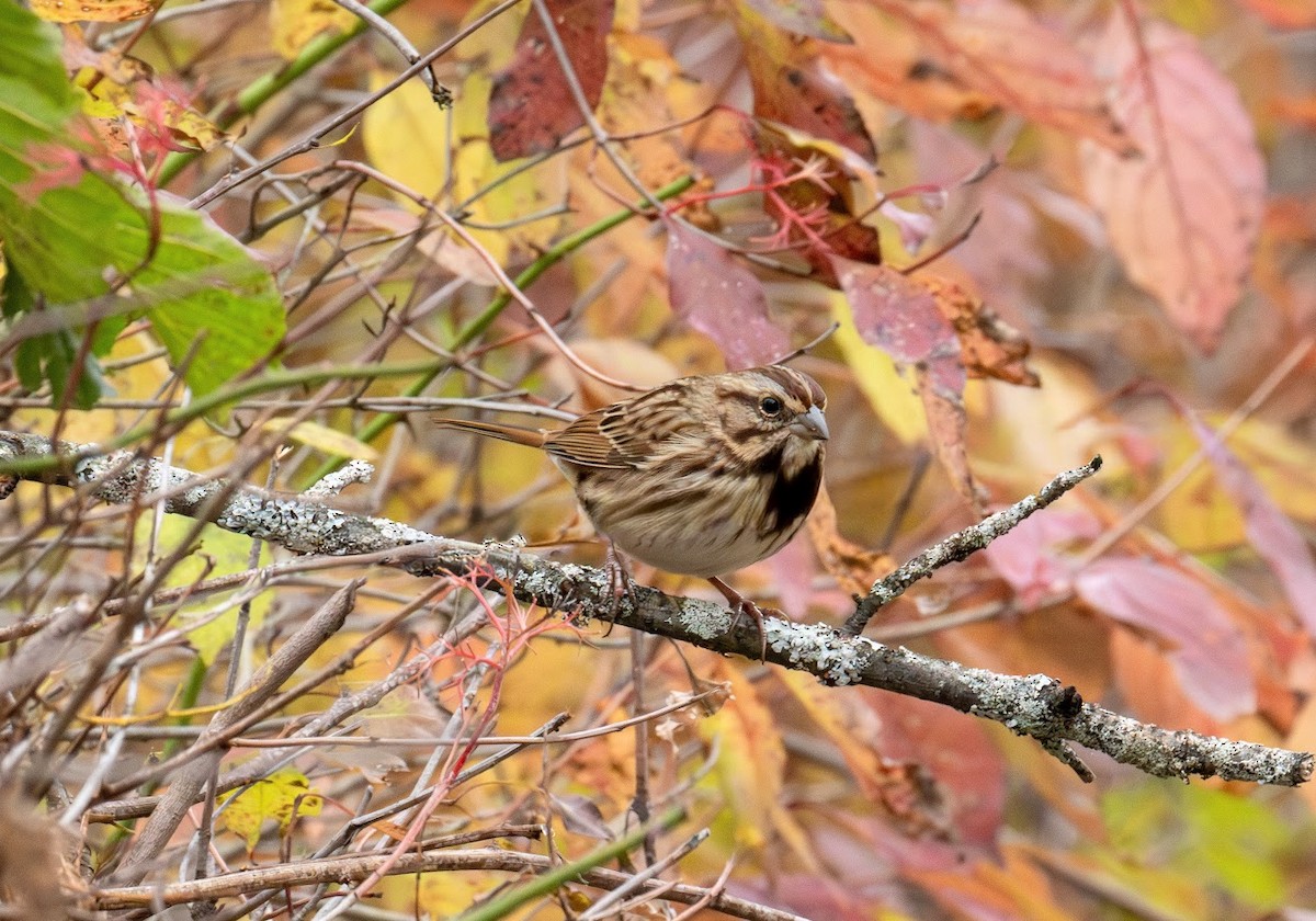 Пасовка співоча (підвид melodia/atlantica) - ML644659958