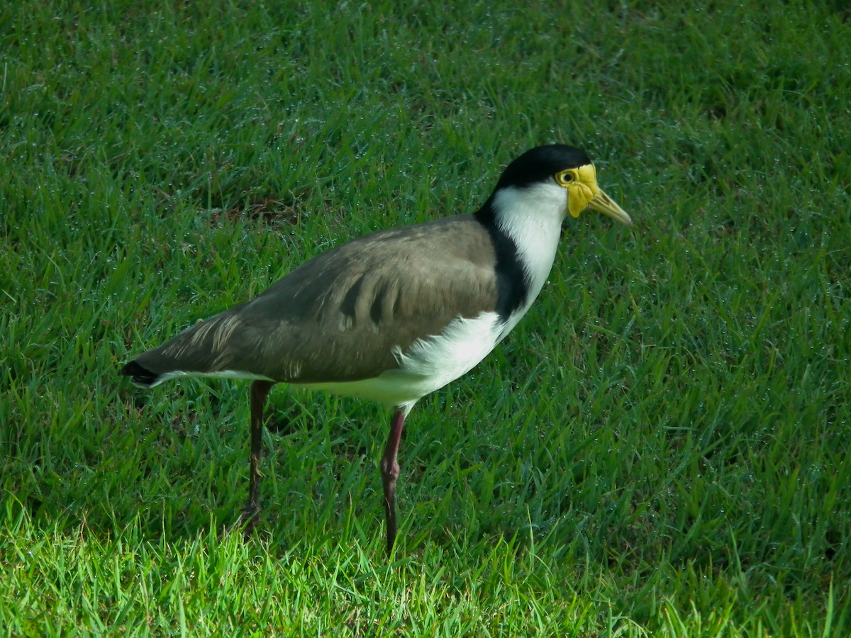 Hegabera maskaraduna - ML644659963