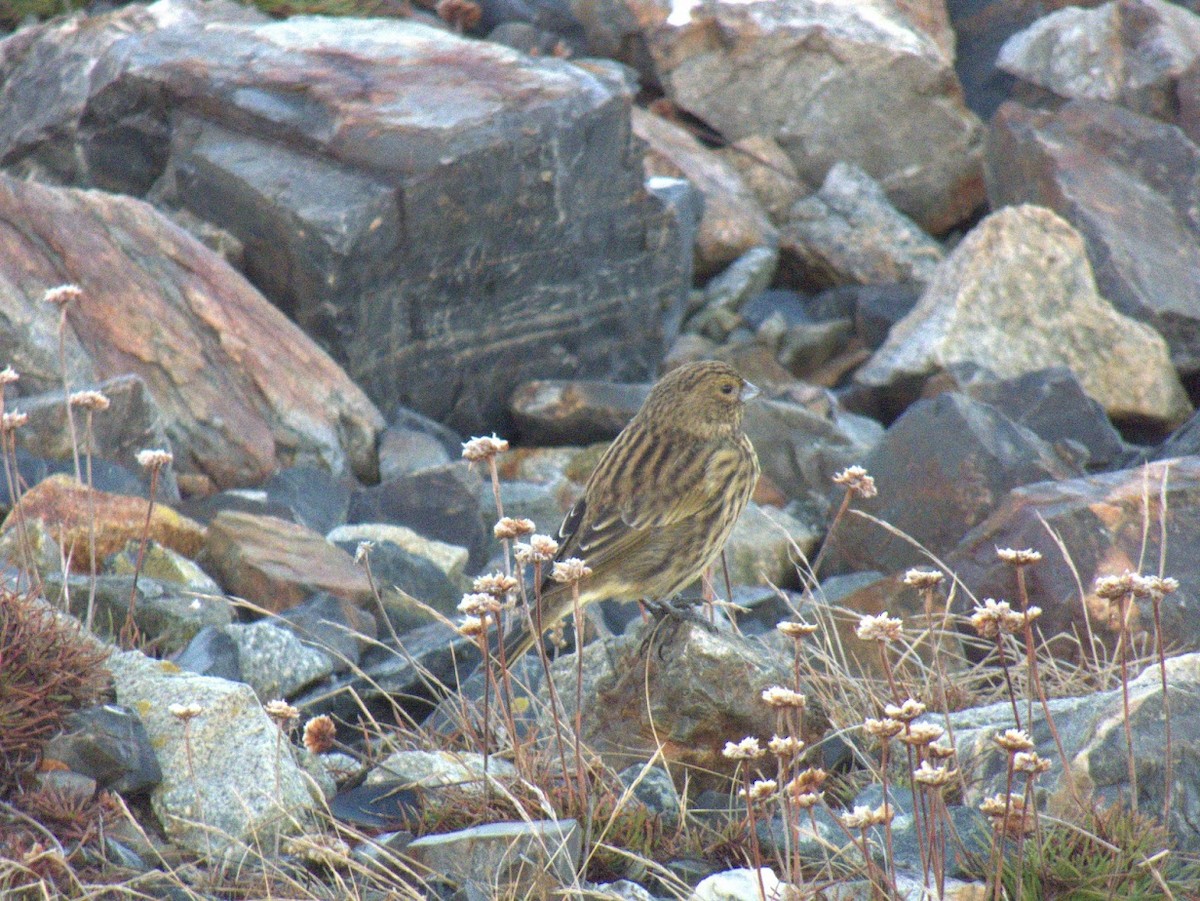 Yellow-bridled Finch - ML644659967