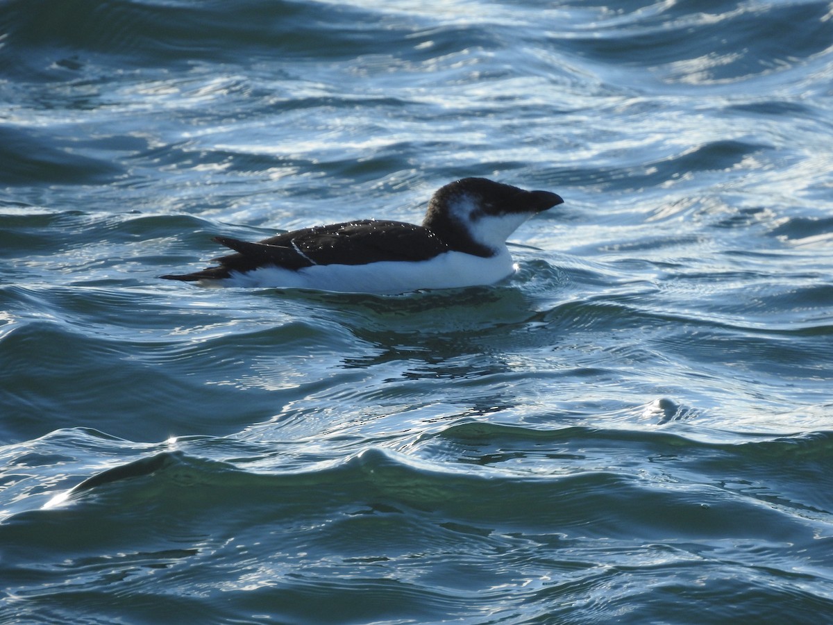 Razorbill - ML644659973