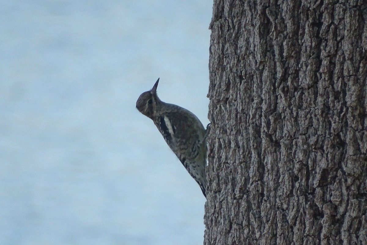 Yellow-bellied Sapsucker - ML644659974