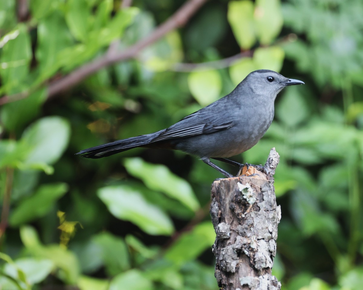 drozdec černohlavý - ML644659979