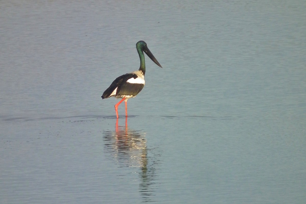 čáp černokrký - ML644659980