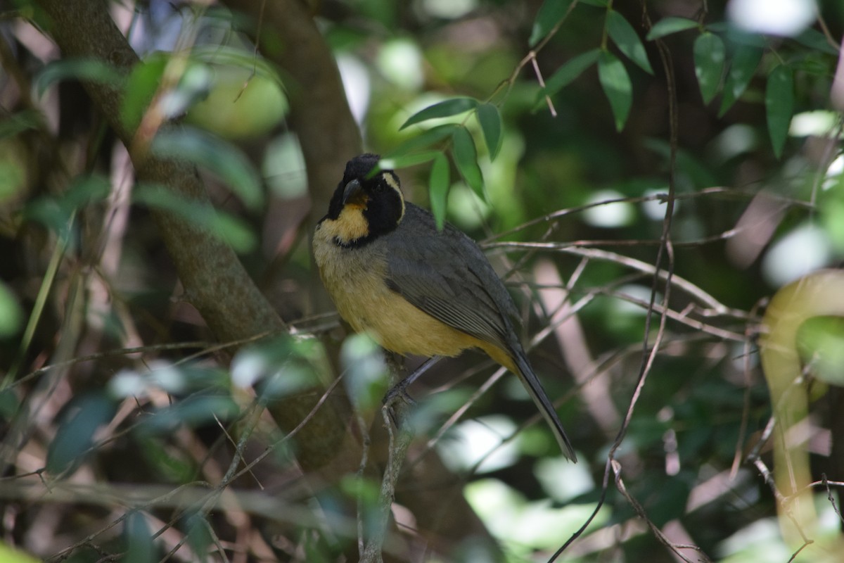 Golden-billed Saltator - ML644659981