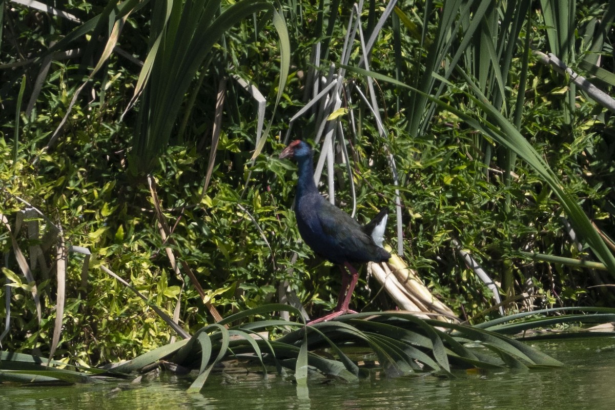 African Swamphen - ML644659982
