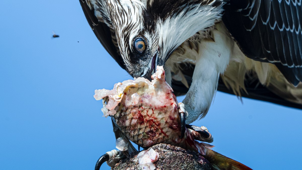 Osprey - ML644659985