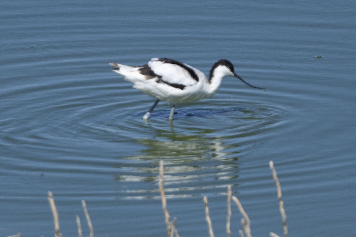 Pied Avocet - ML644659989