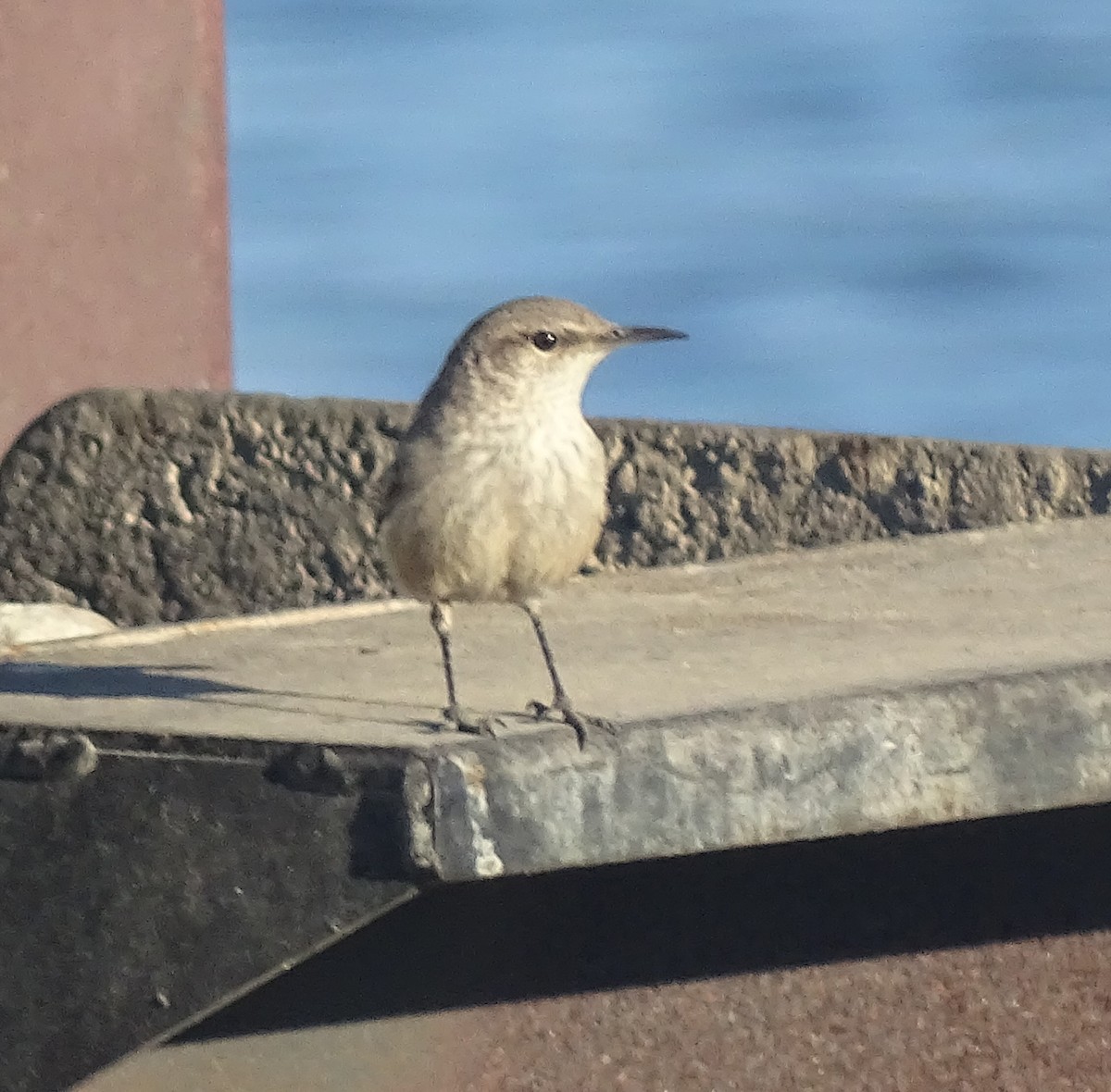 Rock Wren - ML644659990
