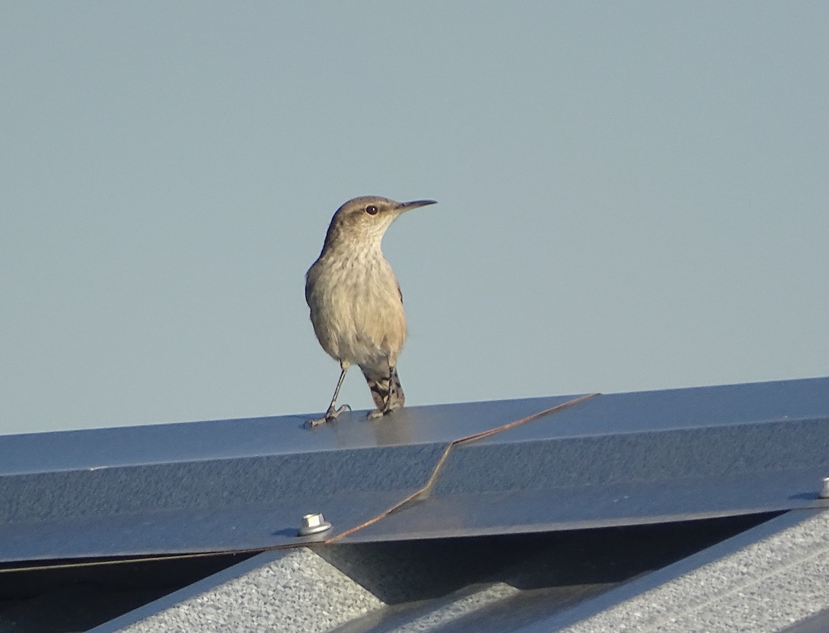 Rock Wren - ML644659991