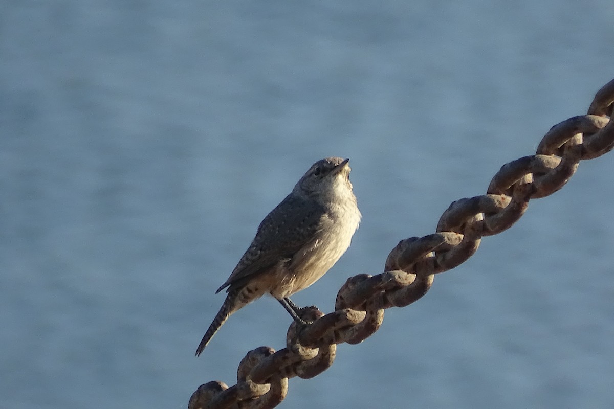Rock Wren - ML644659992