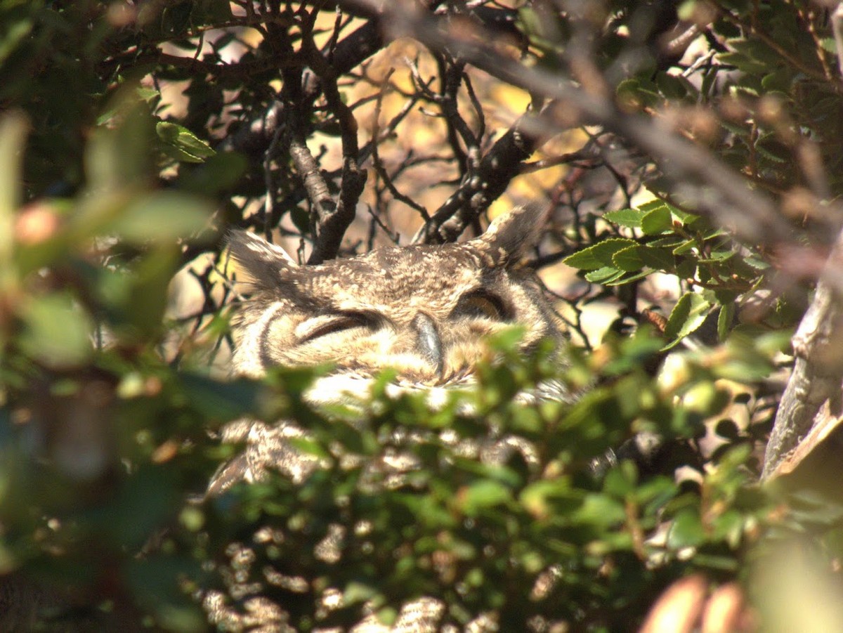 Lesser Horned Owl - ML644660003