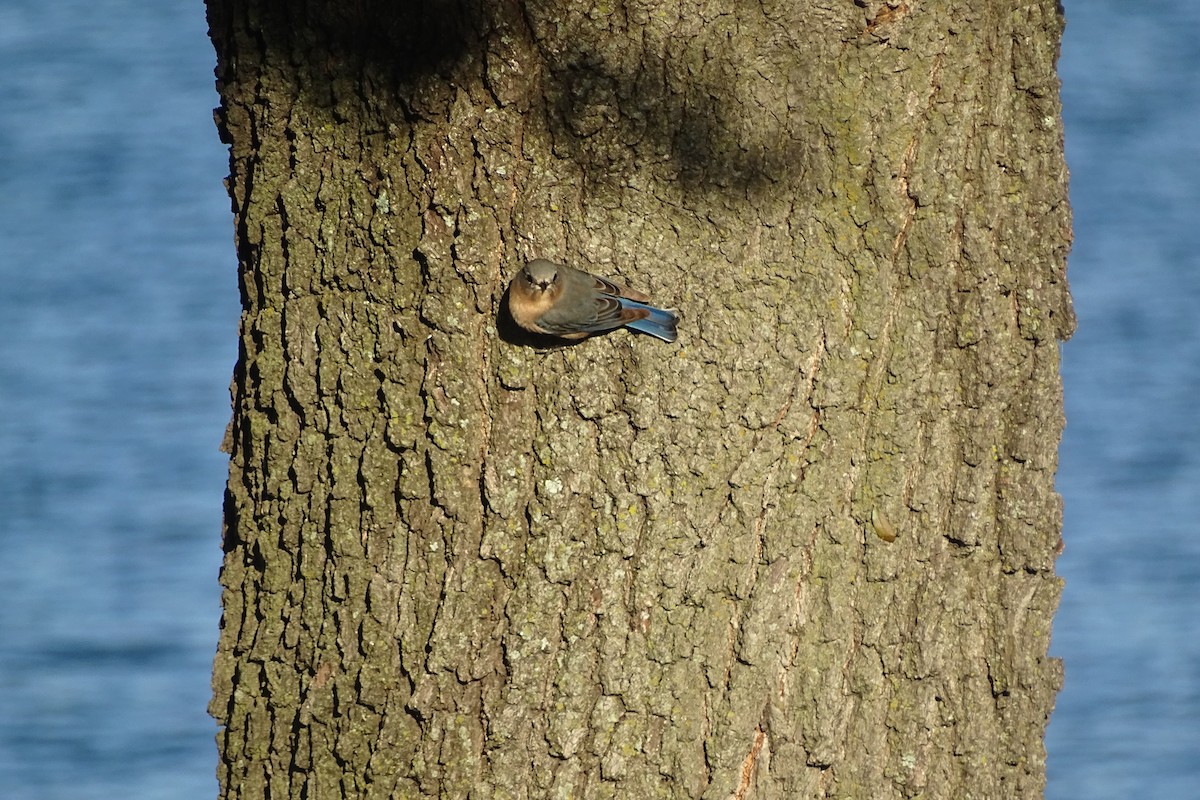 Eastern Bluebird - ML644660006