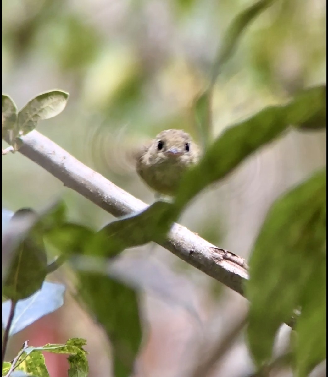 Batı Amerika Sinekkapanı [difficilis grubu] - ML644660008