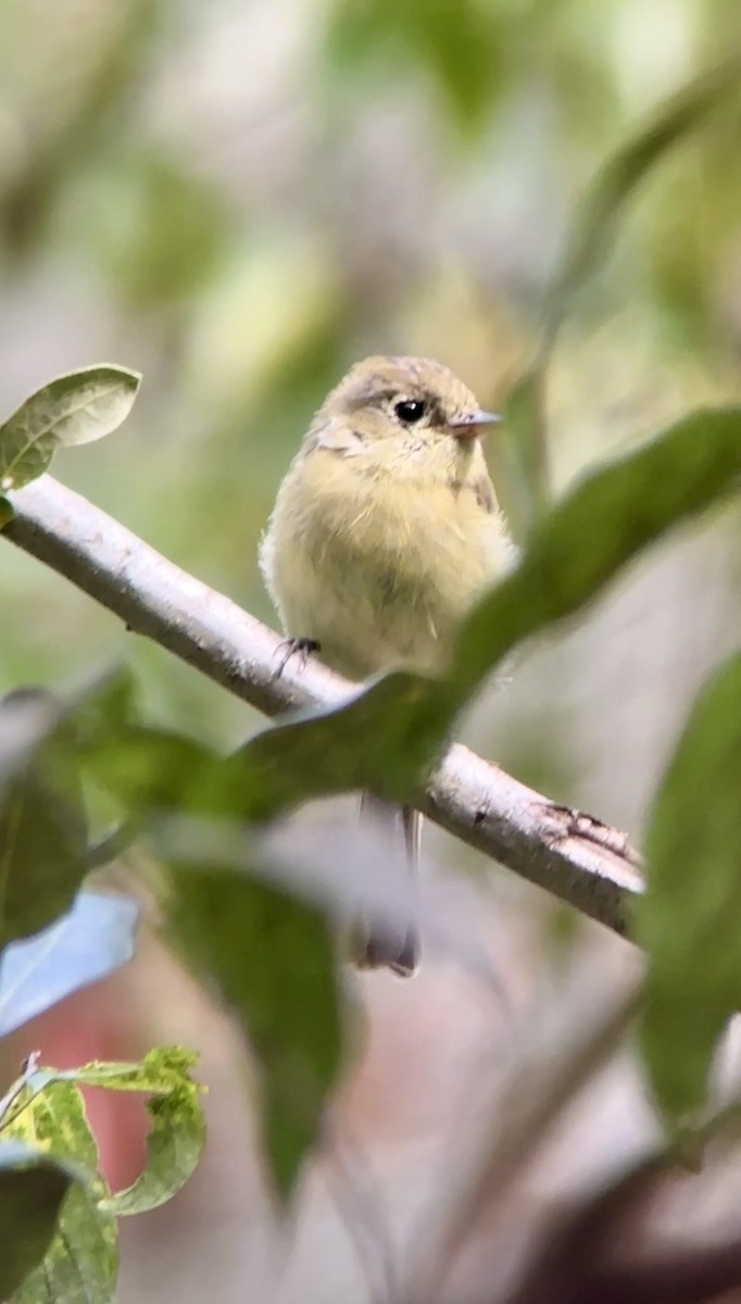 Batı Amerika Sinekkapanı [difficilis grubu] - ML644660009