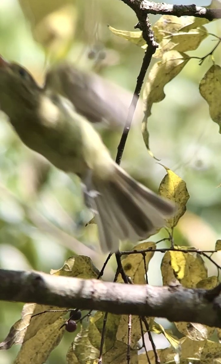 Batı Amerika Sinekkapanı [difficilis grubu] - ML644660011