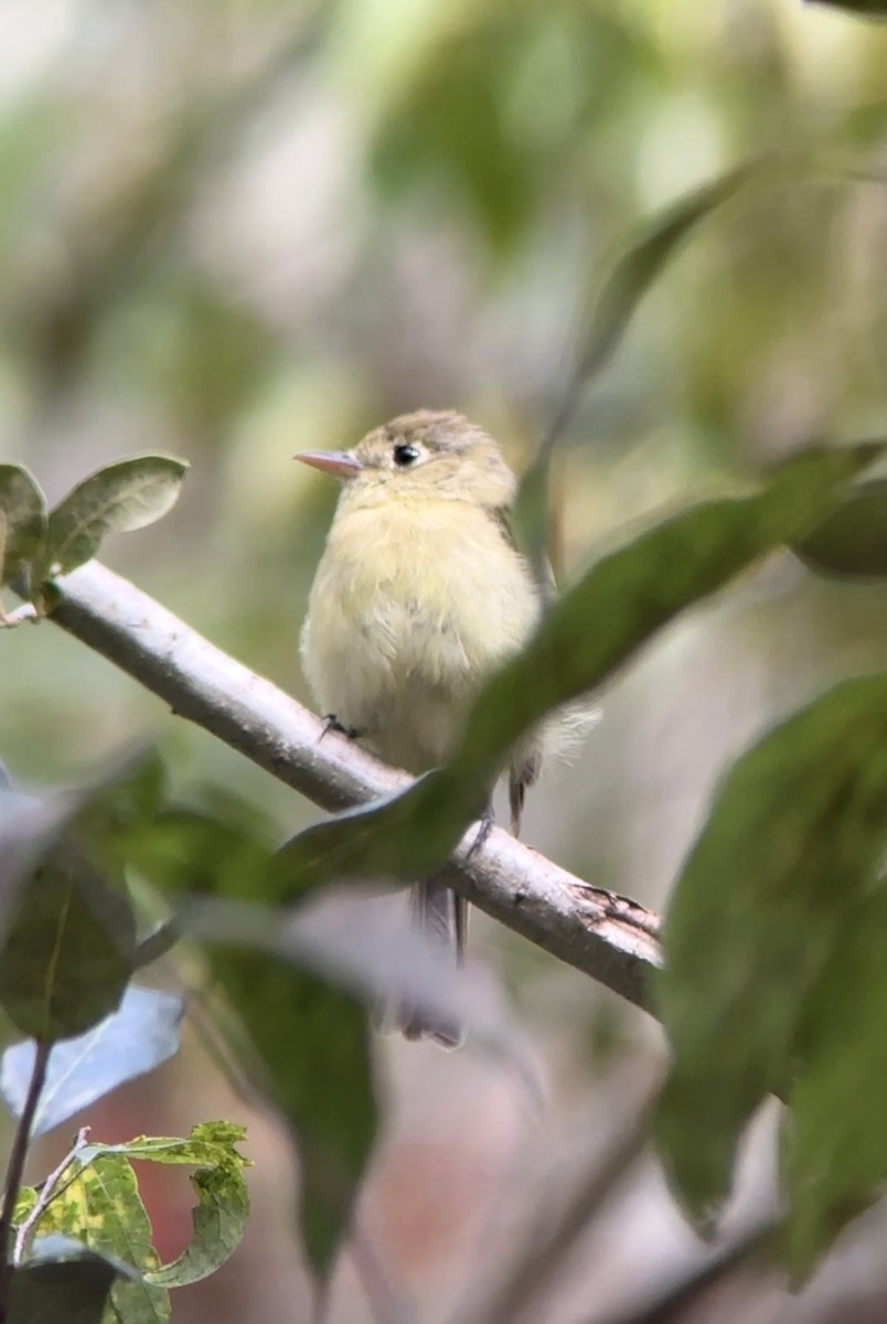 Batı Amerika Sinekkapanı [difficilis grubu] - ML644660012