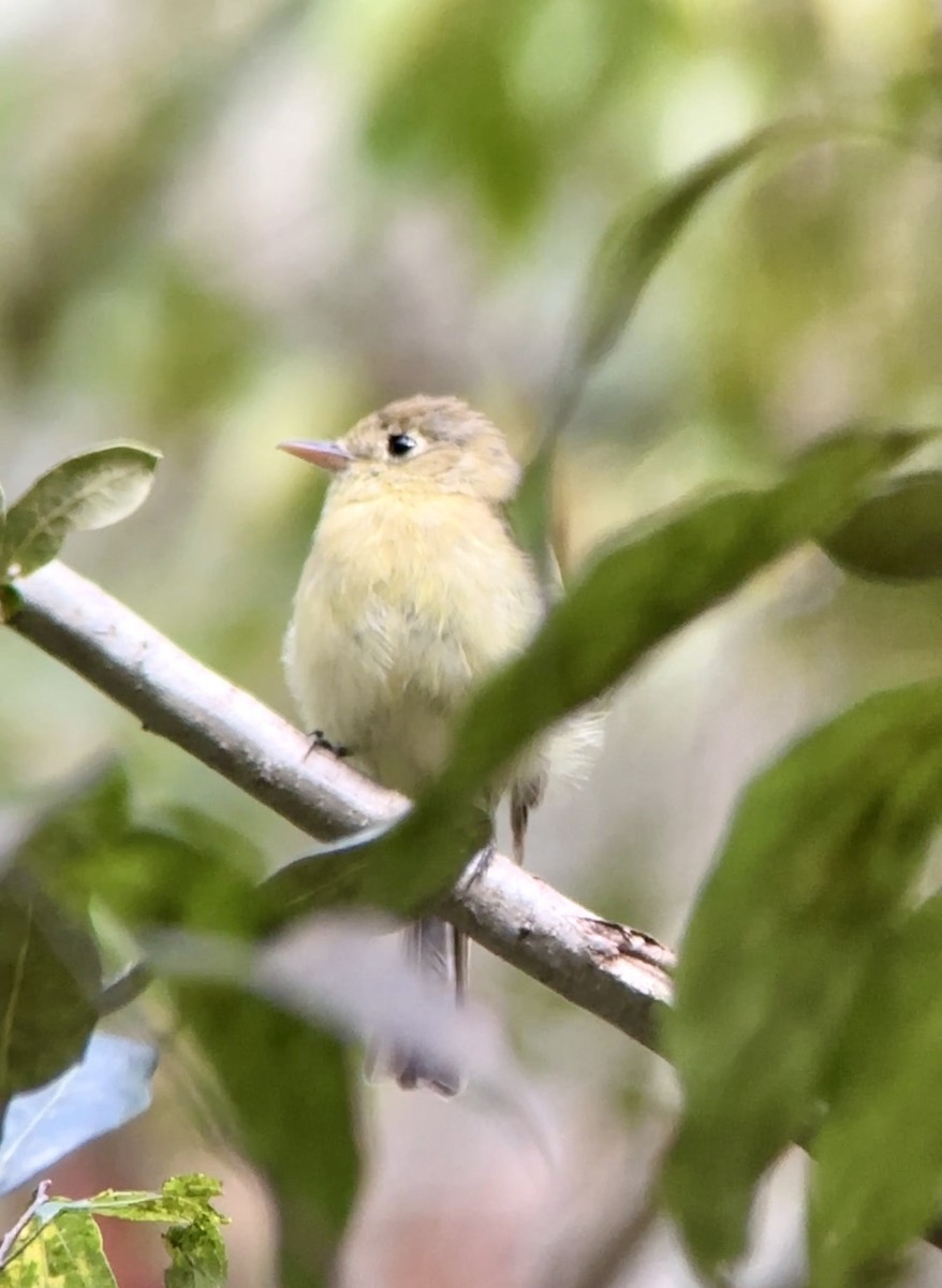 Batı Amerika Sinekkapanı [difficilis grubu] - ML644660013