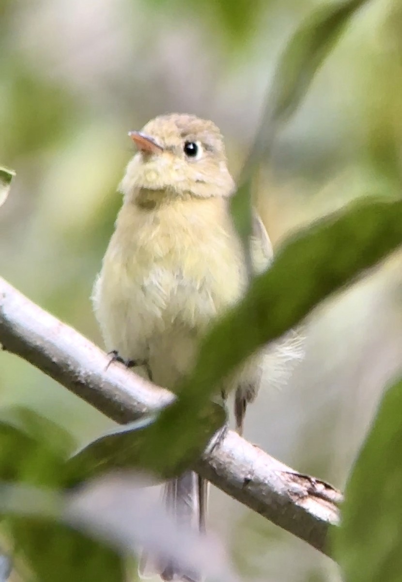 Batı Amerika Sinekkapanı [difficilis grubu] - ML644660014