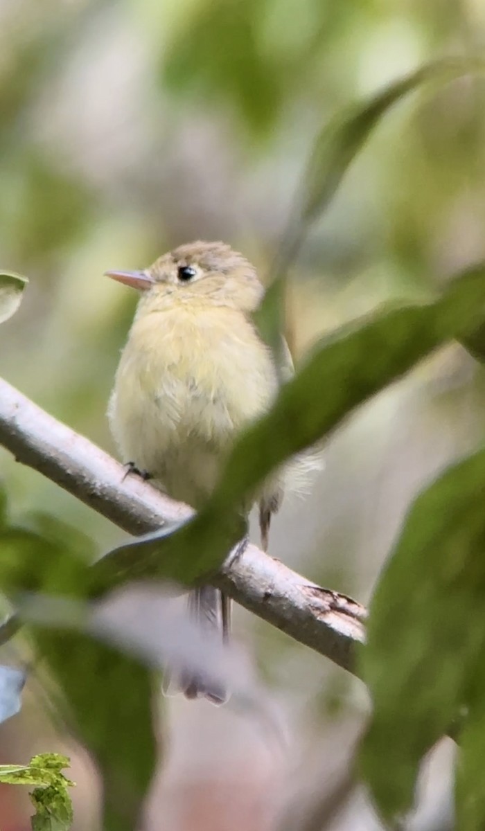 Batı Amerika Sinekkapanı [difficilis grubu] - ML644660015