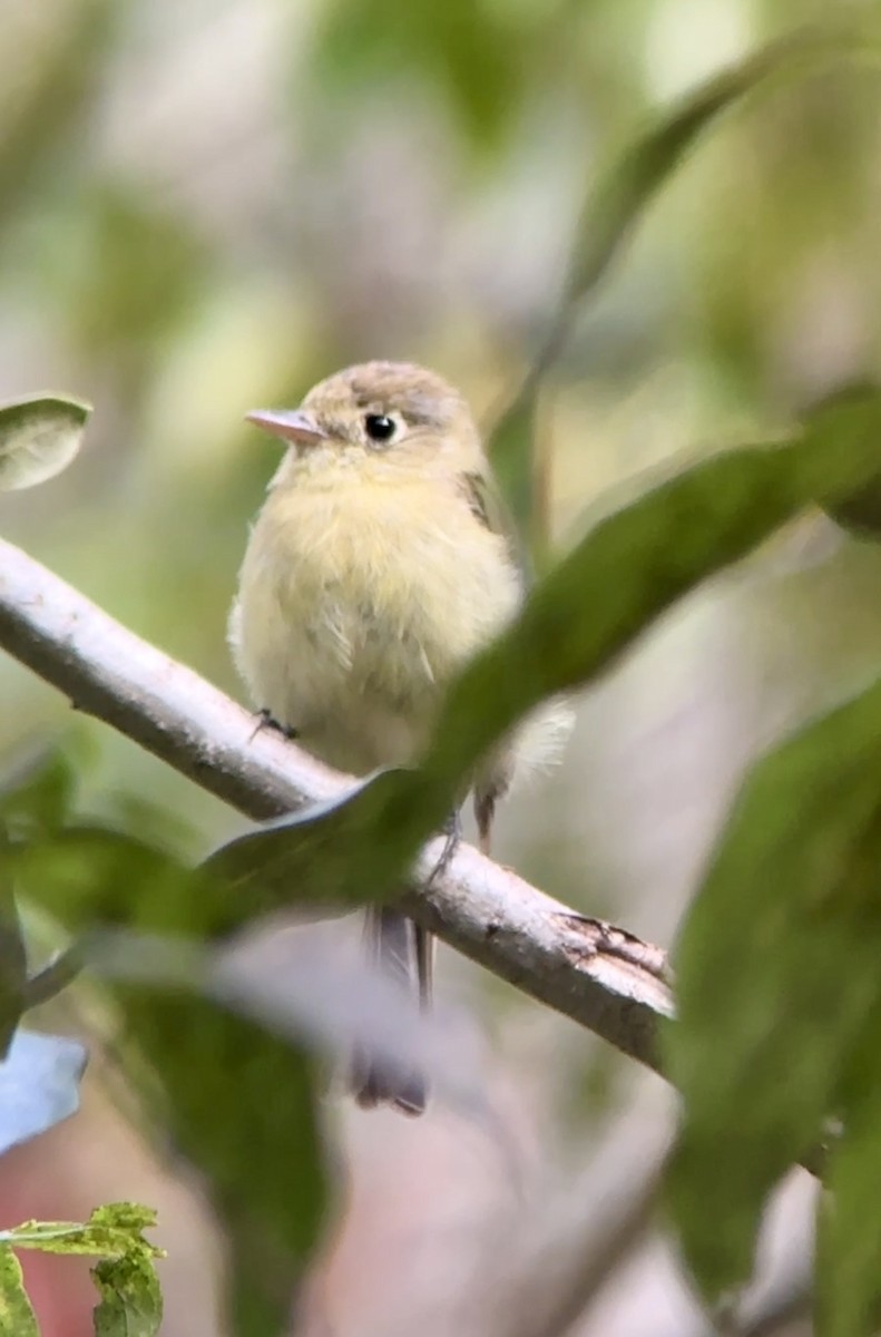 Batı Amerika Sinekkapanı [difficilis grubu] - ML644660016