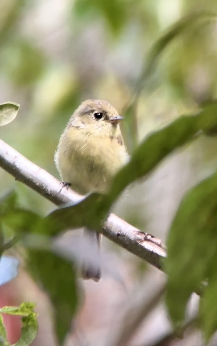 Batı Amerika Sinekkapanı [difficilis grubu] - ML644660017