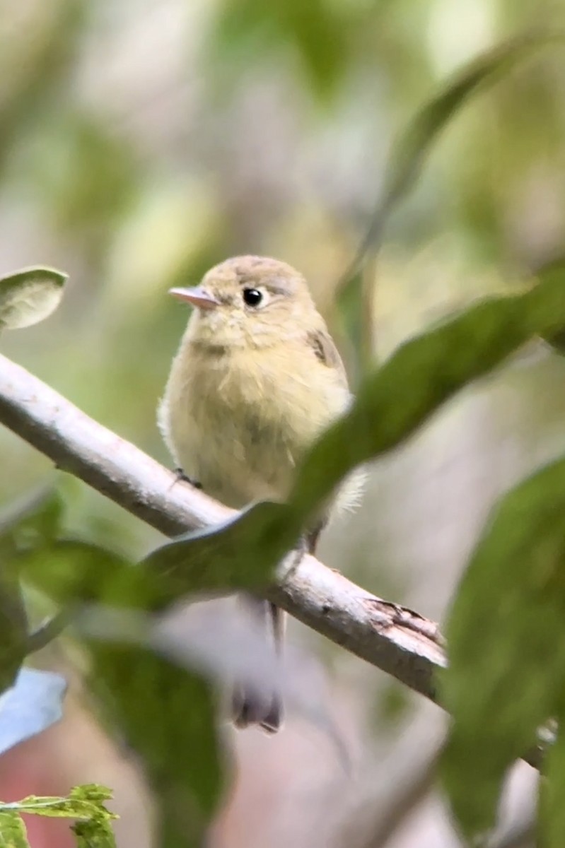 Batı Amerika Sinekkapanı [difficilis grubu] - ML644660018