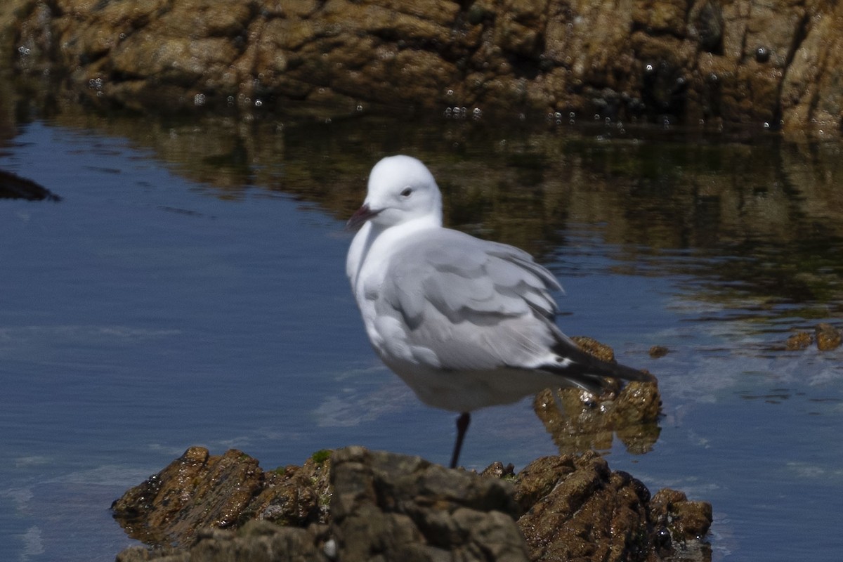 Hartlaub's Gull - ML644660019