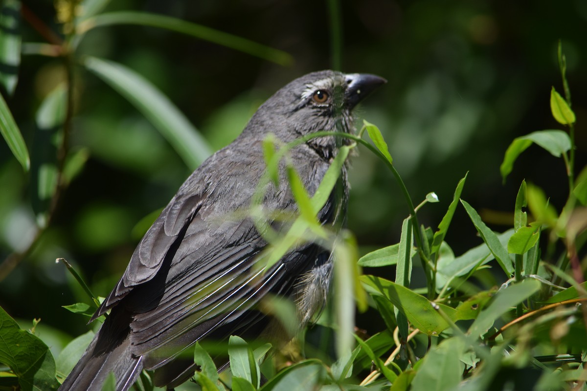 Bluish-gray Saltator - ML644660030