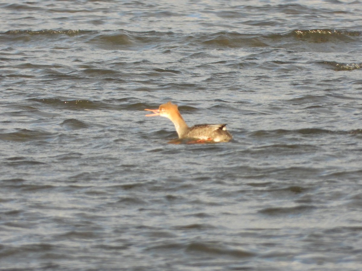 Red-breasted Merganser - ML644660032