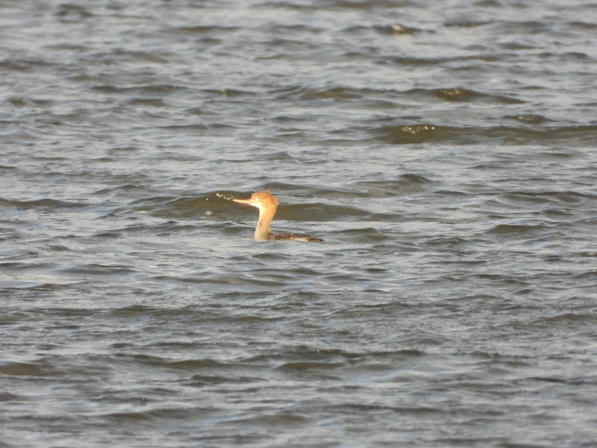 Red-breasted Merganser - ML644660033