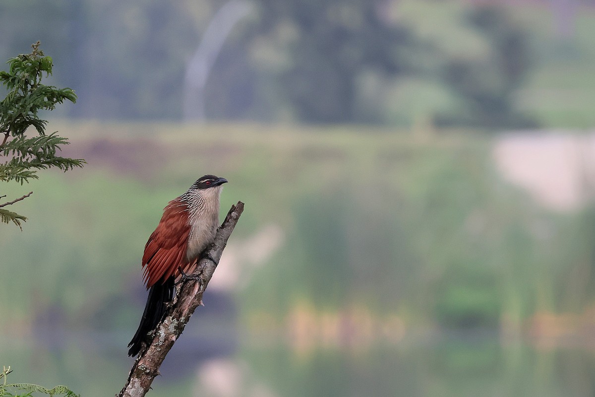 Cucal Cejiblanco - ML644660039