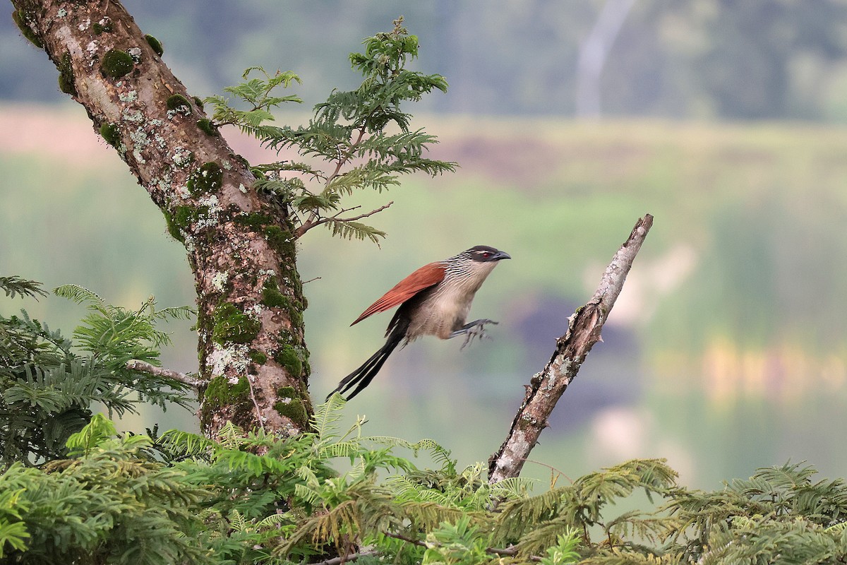 Cucal Cejiblanco - ML644660041