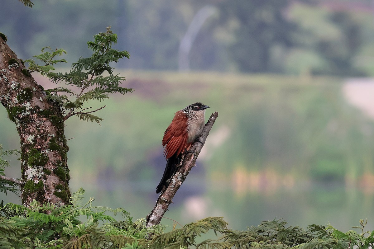 Cucal Cejiblanco - ML644660042