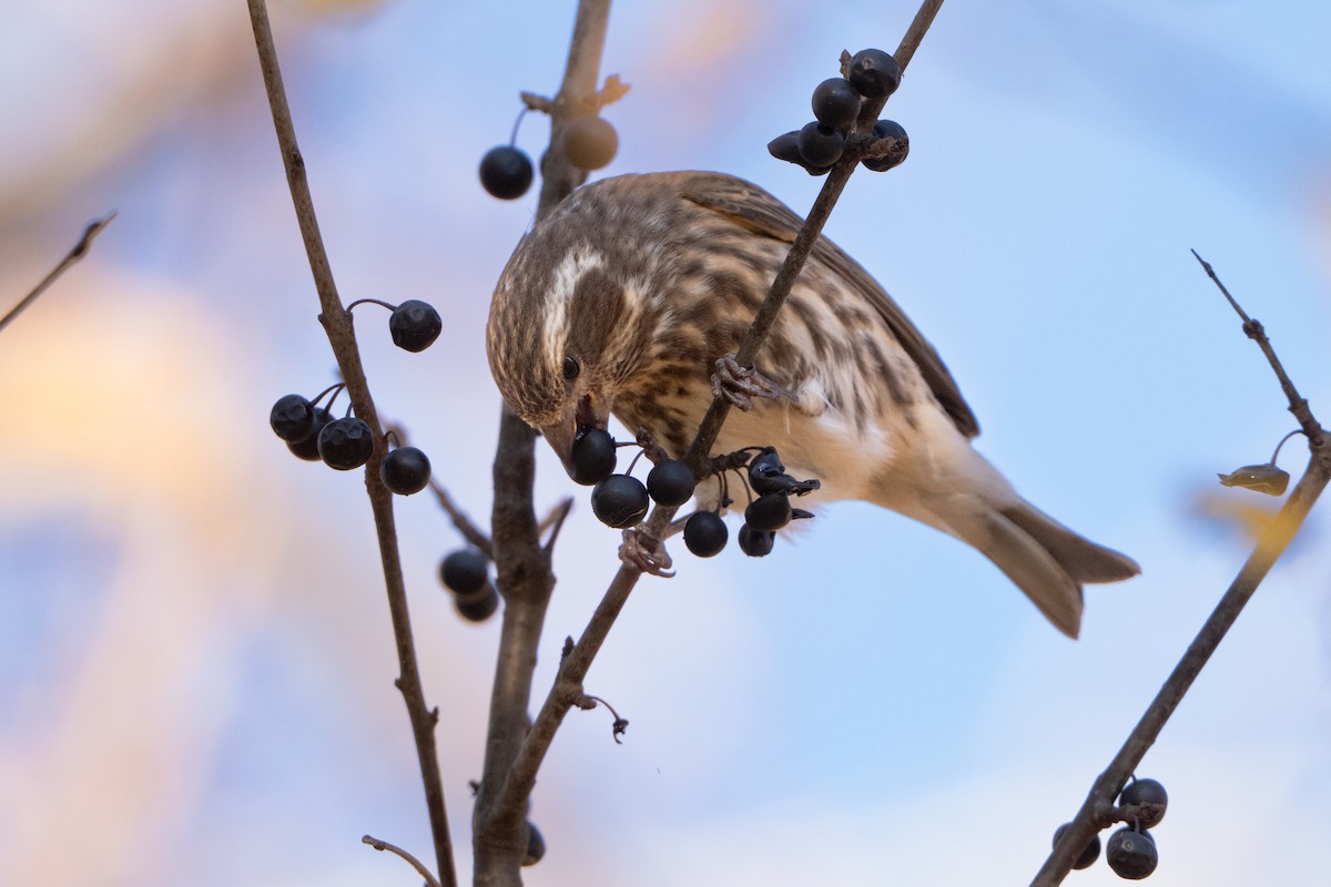 Purple Finch - ML644660047