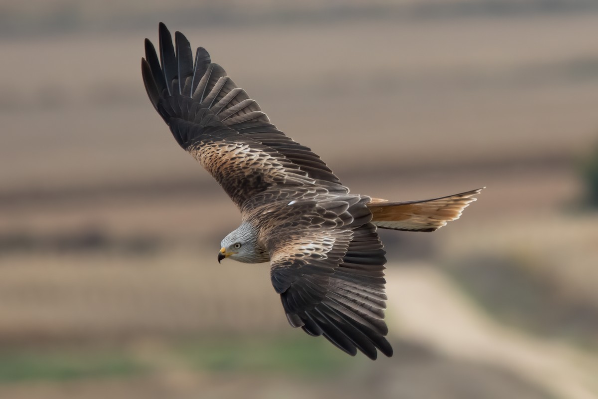 Red Kite - ML644660050