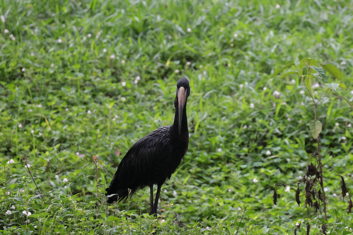 Matxardamoko beltza - ML644660051