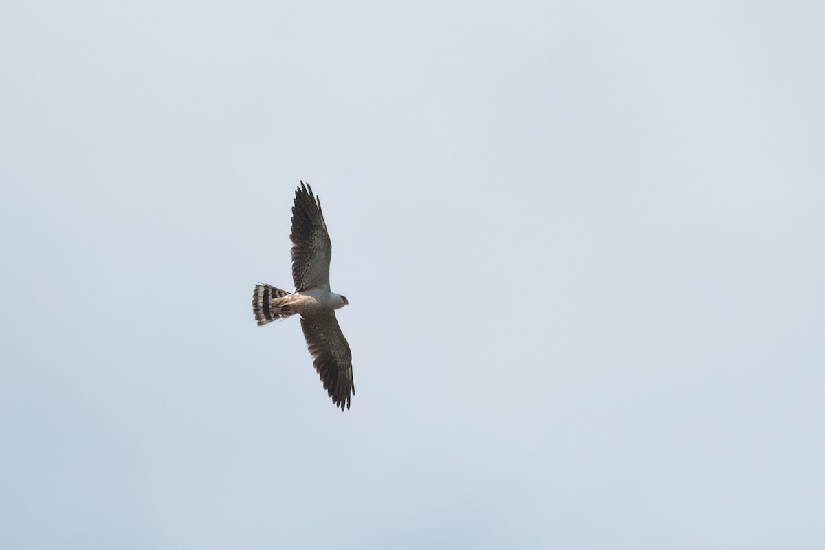 Mississippi Kite - ML644660052