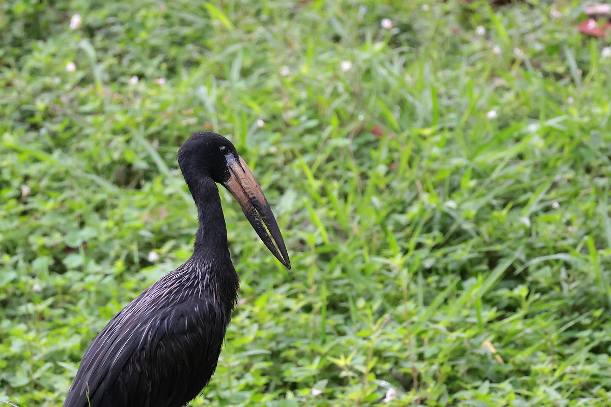 Matxardamoko beltza - ML644660053