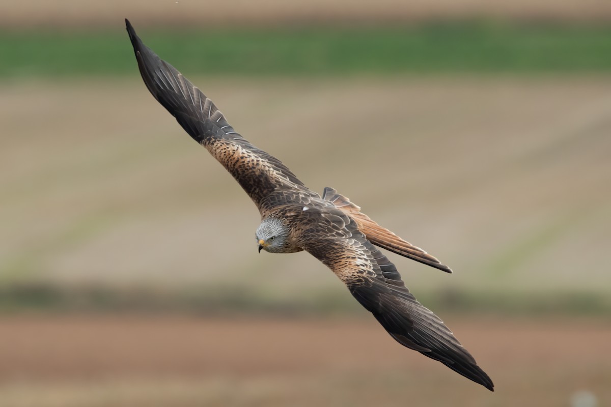 Red Kite - ML644660055