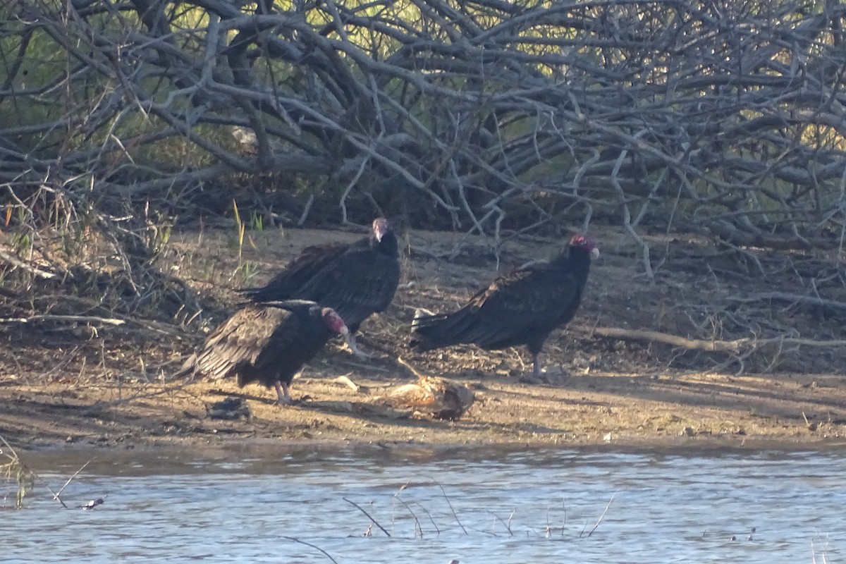 Turkey Vulture - ML644660063
