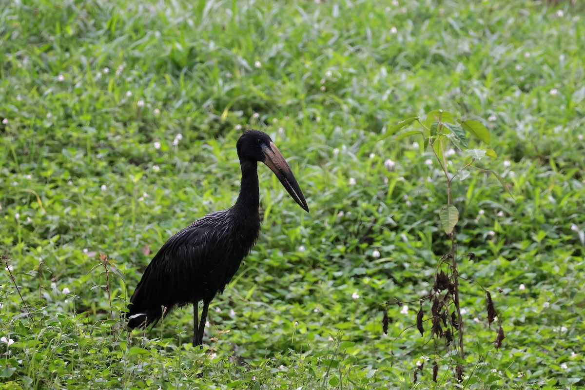 Matxardamoko beltza - ML644660068