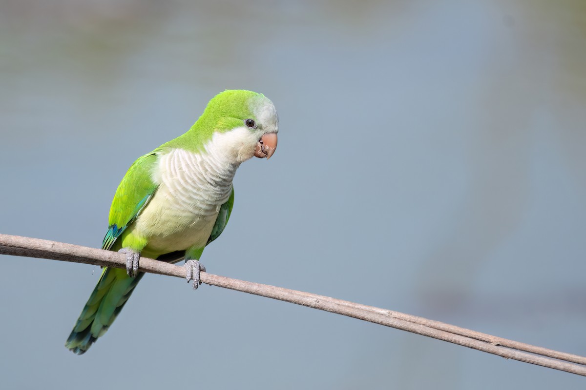 Mönchssittich - ML644660069