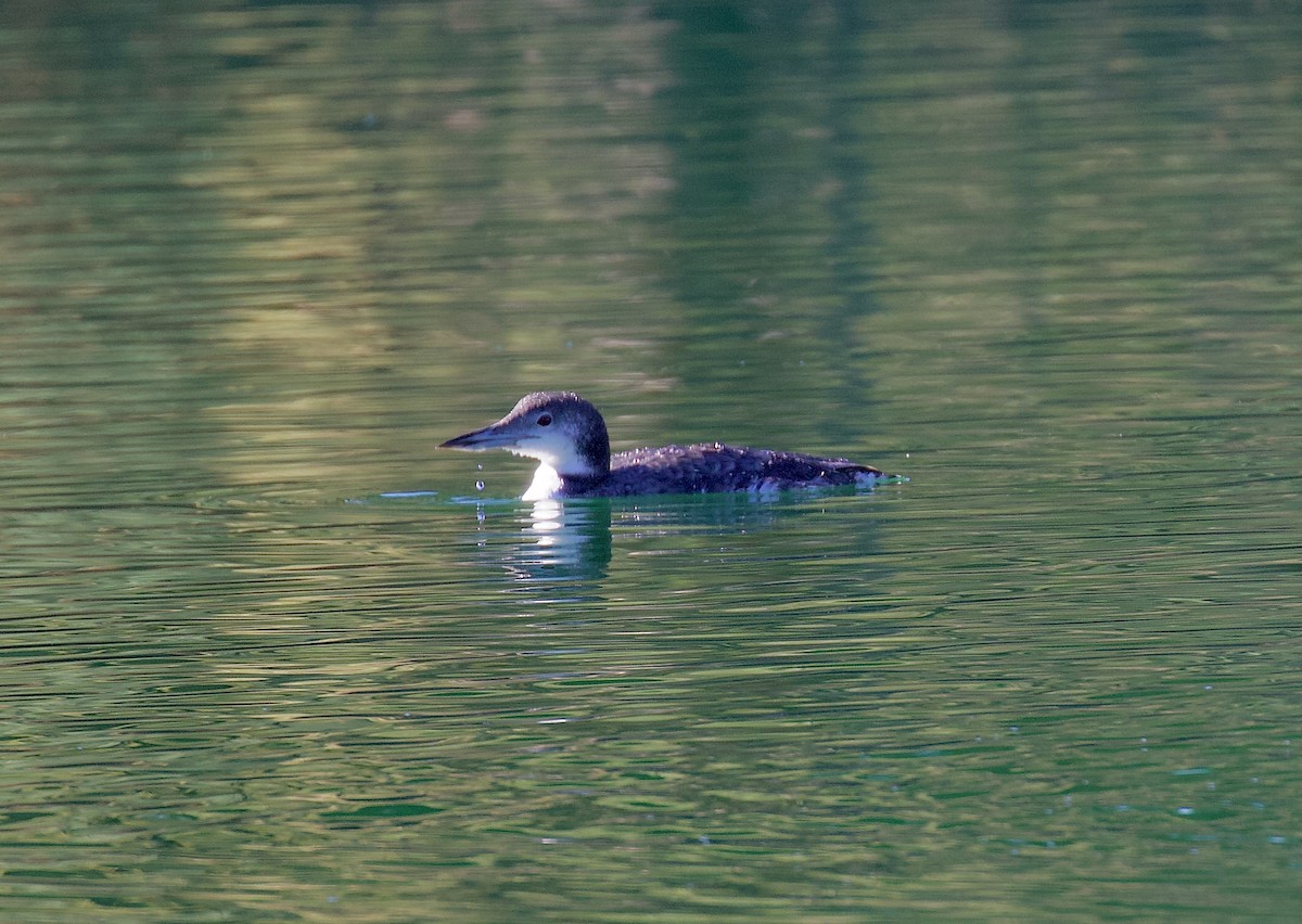 potáplice lední - ML644660072
