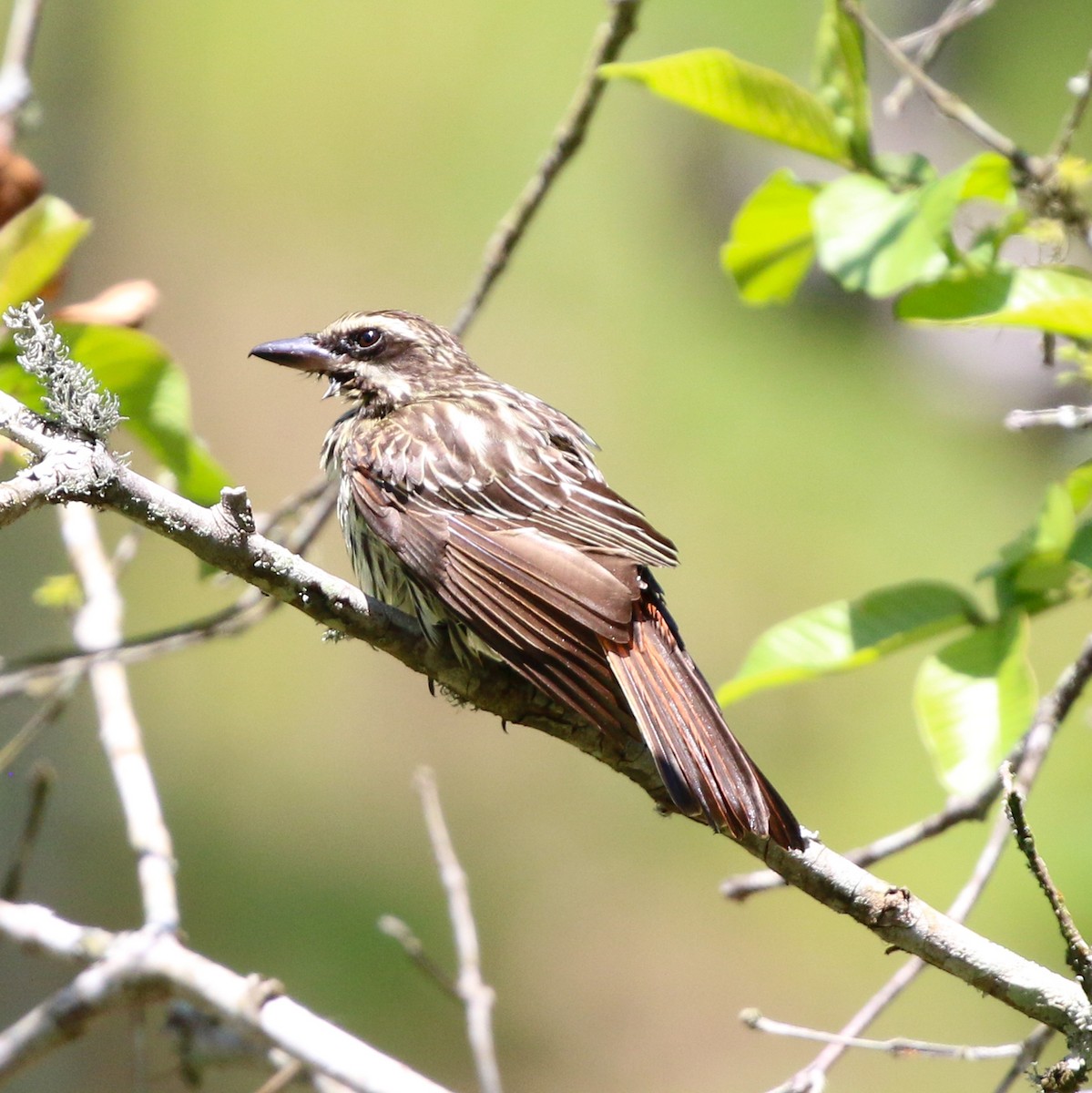 Streaked Flycatcher - ML644660073