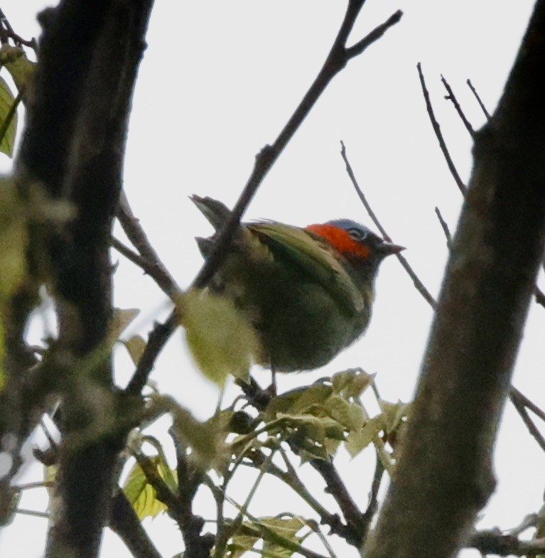 Tangara Militar - ML644660077