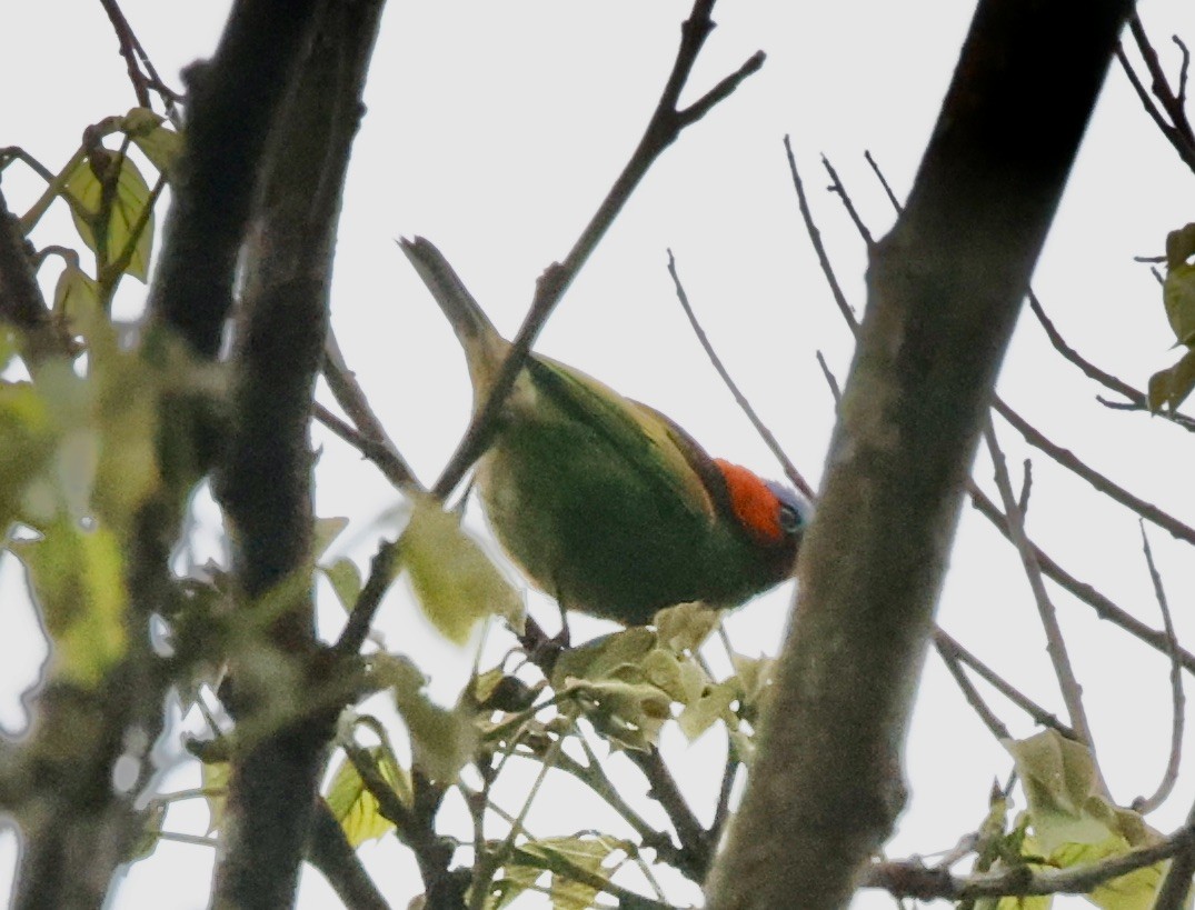 Tangara Militar - ML644660078