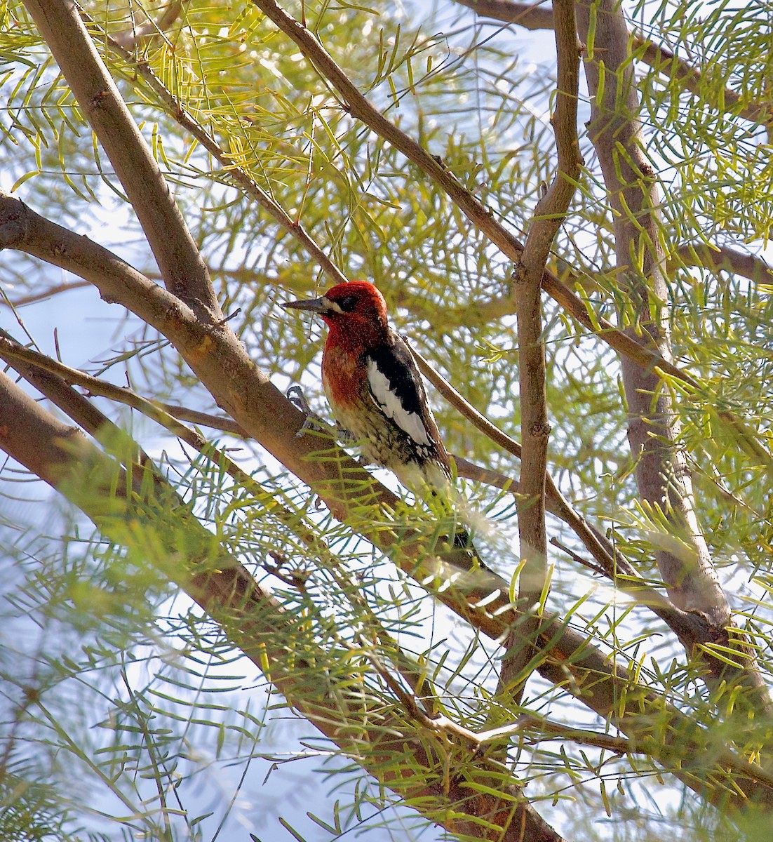 datel červenoprsý - ML644660079