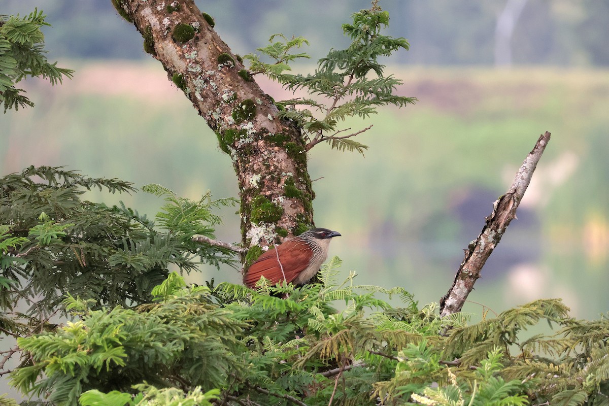 Cucal Cejiblanco - ML644660080