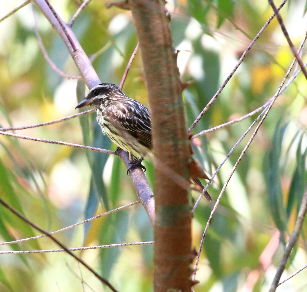 Streaked Flycatcher - ML644660081