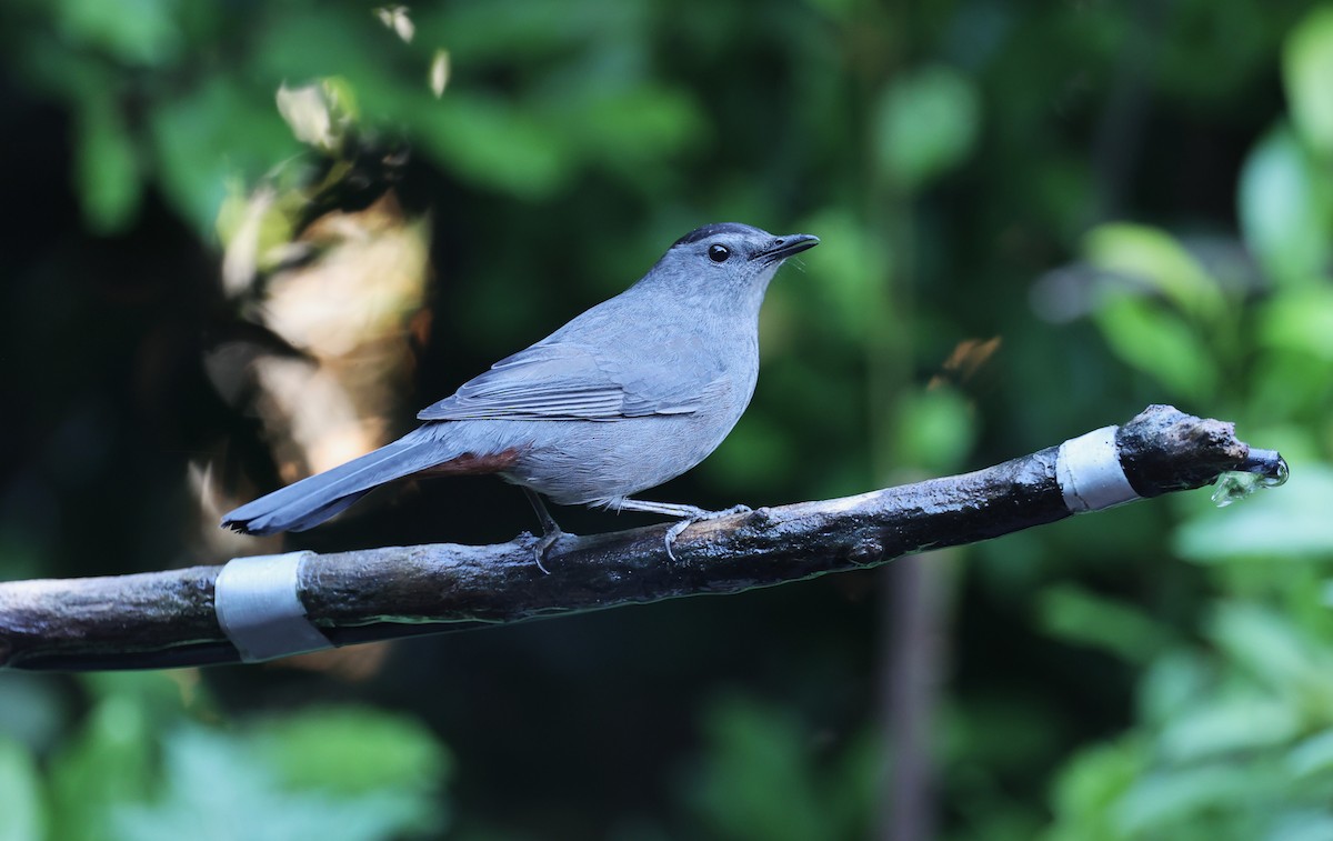 drozdec černohlavý - ML644660082